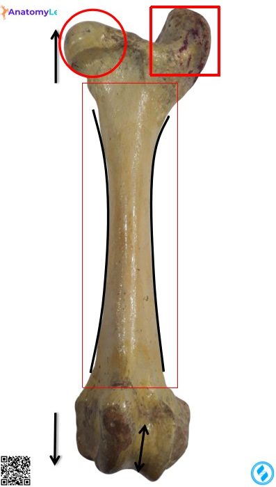Animal femur bone cranial view