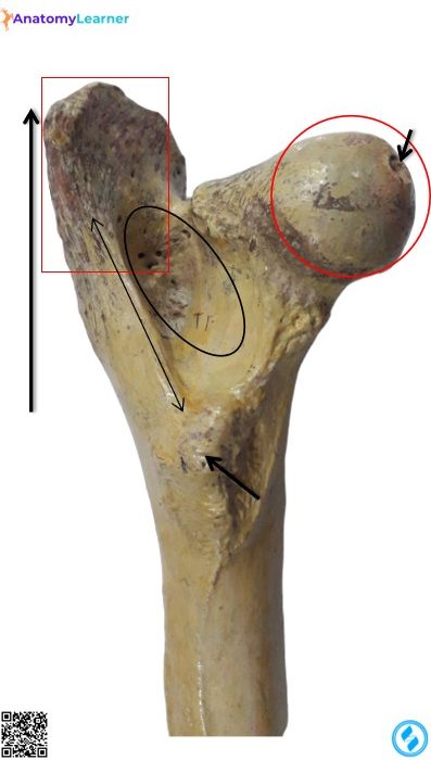 Animal femur bone proximal and caudal