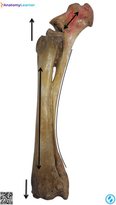Animal radius anterolateral