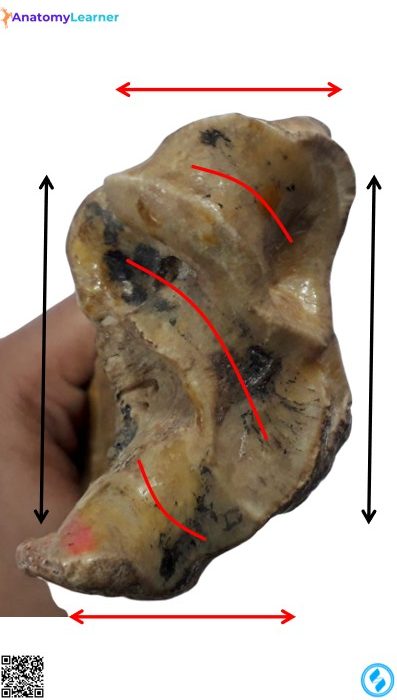 Animal radius bone distal extremity
