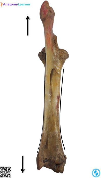 Animal radius posterior view