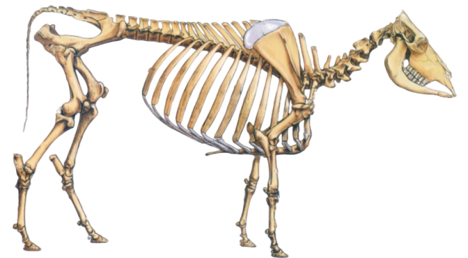 Animal skeleton