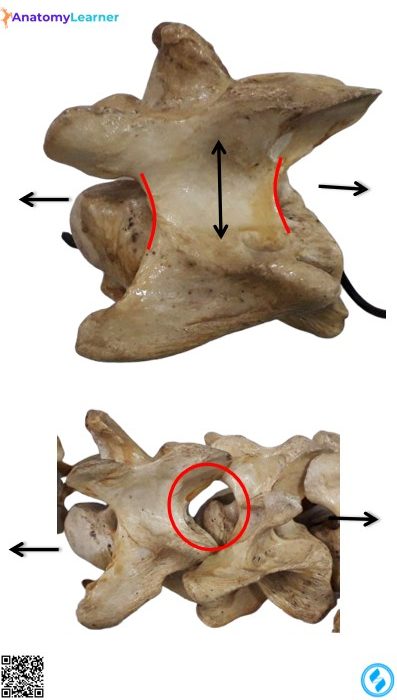 Animal vertebrae lateral view