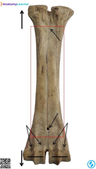 Animals metacarpal palmar view
