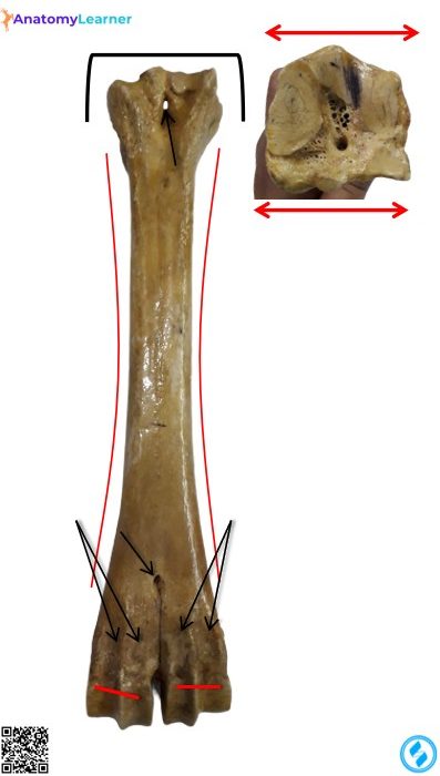 Animals metatarsal bone planter view