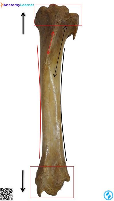 Anterior view of the animal tibia bone