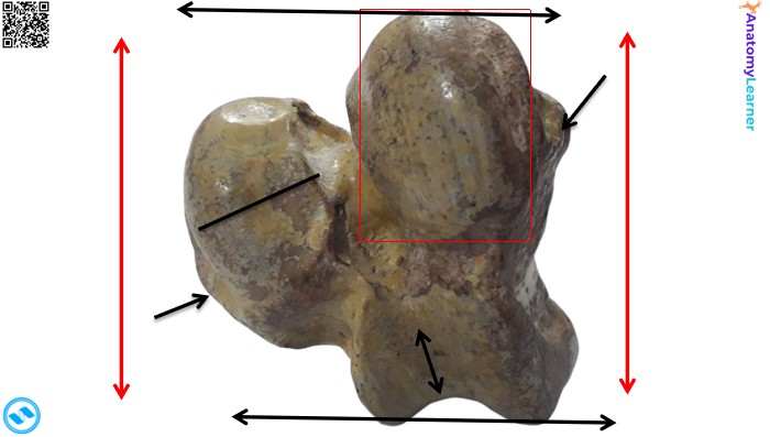 Distal part of the animals femur