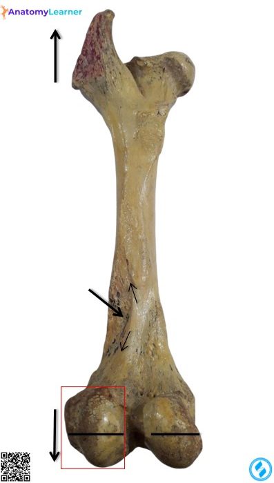 Femur bone of the animals caudal view