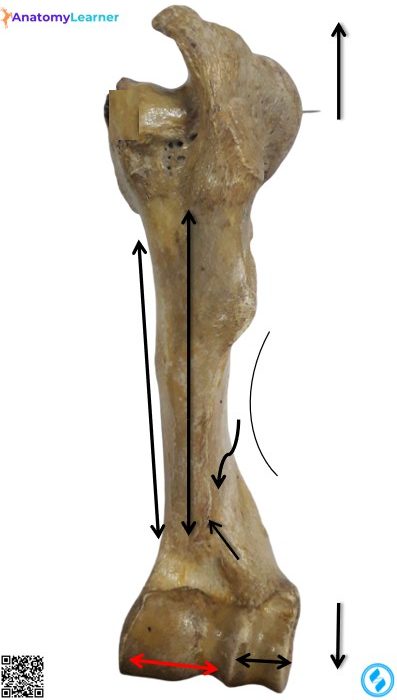 Left humerus of the ox anterior view