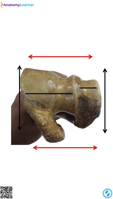 Left humerus of the ox distal extremity