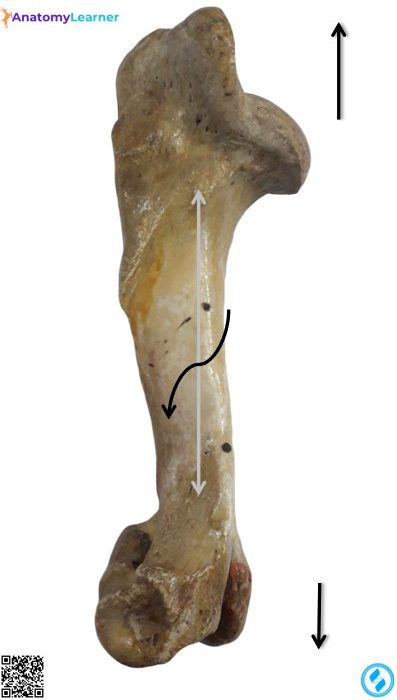 Left humerus of the ox lateral view
