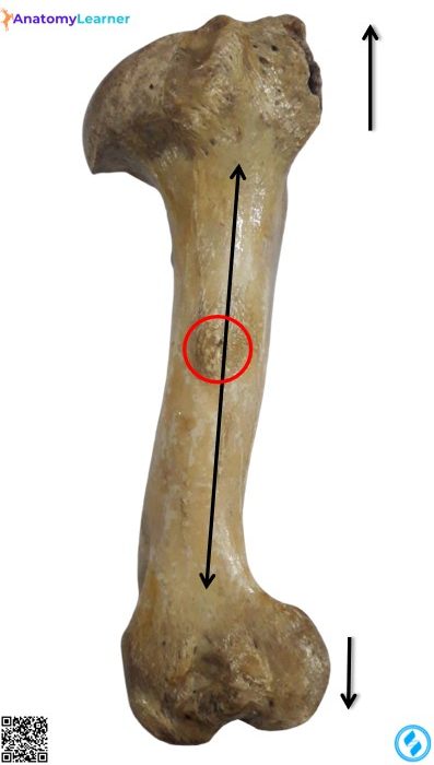 Left humerus of the ox medial view