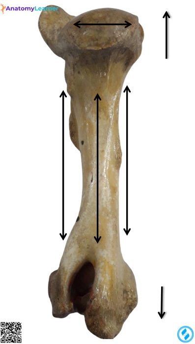 Left humerus of the ox posterior view