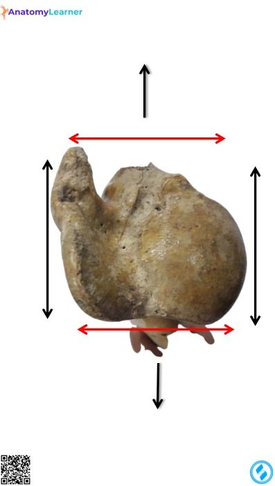 Left humerus of the ox proximal extremity