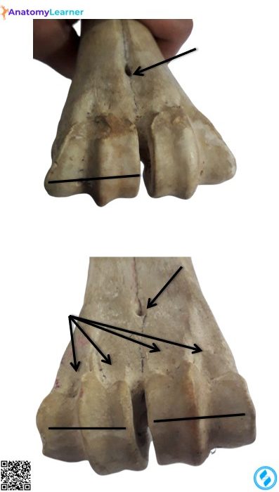 Metacarpal of animal distal view