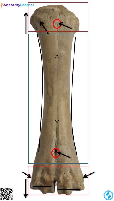 Metacarpal of the animals dorsal view