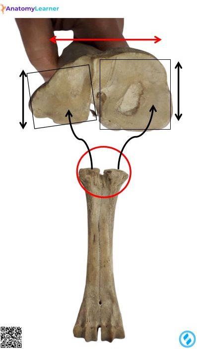 Metacarpal of the animals proximal view