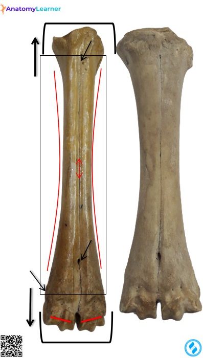 Metatarsal bone of the animal dorsal view