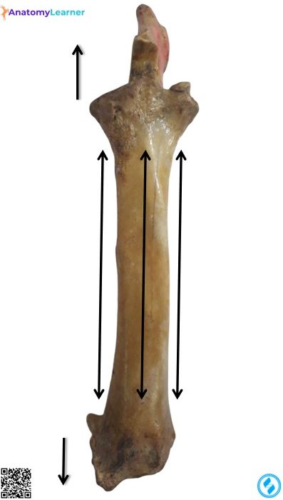 Ox radius bone anterior view