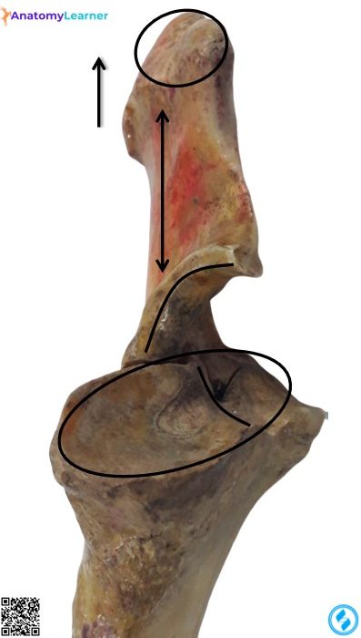 Ox radius proximal extremity