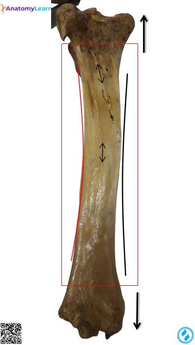Posterior view of the animal tibia bone