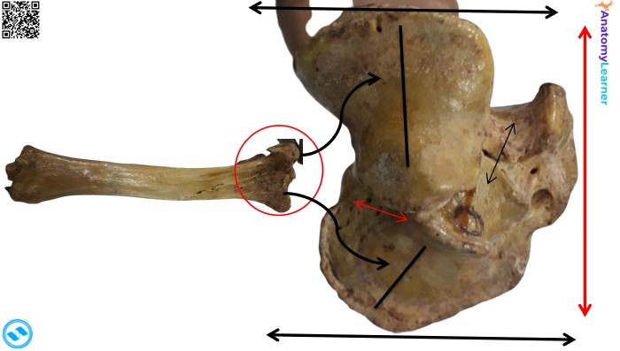 Proximal part of the animal tibia bone