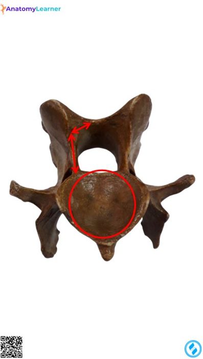 Typical vertebra of animal posterior view