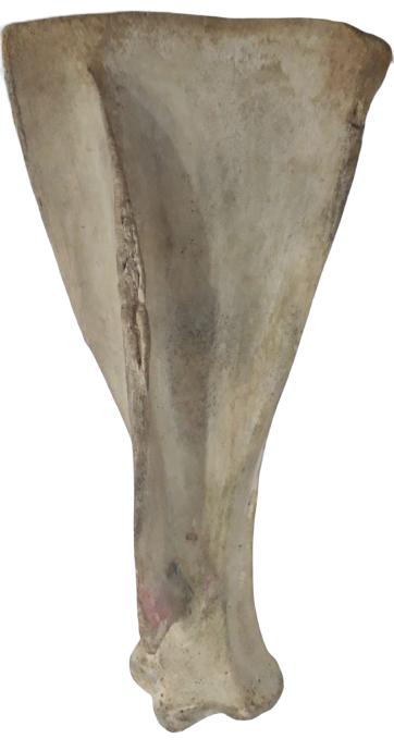 scapula